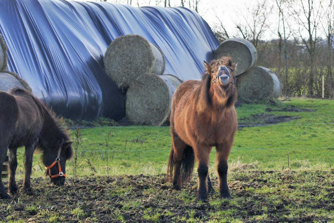 Danmarks Grimmeste heste  billede 6
