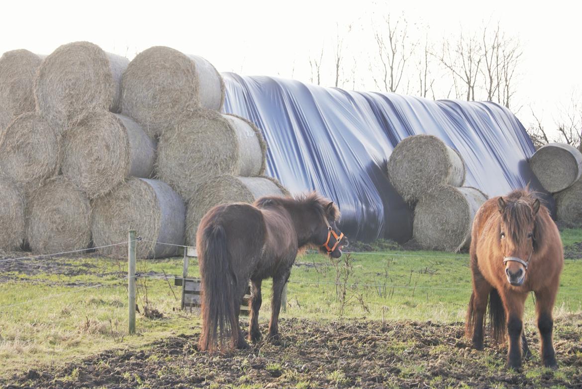 Danmarks Grimmeste heste  billede 7