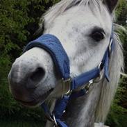 Mirain simba