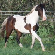 Mor's smukke Pinto . 