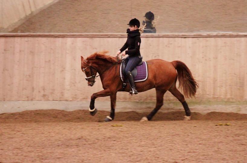 Avador på Ågerupgård Sportsrideklub (AAGS) billede 5