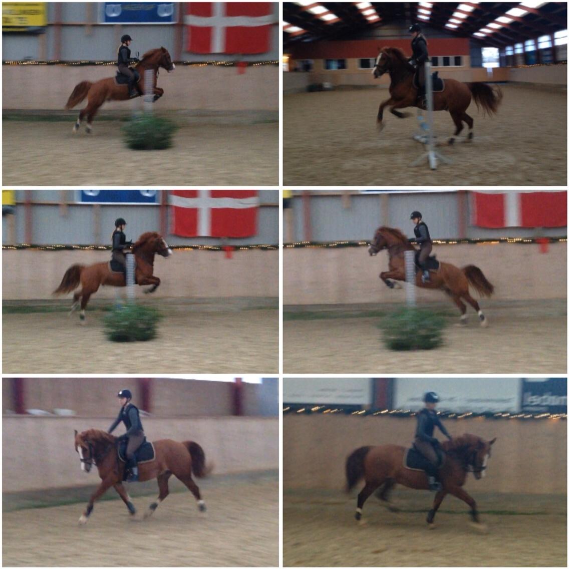 Avador på Ågerupgård Sportsrideklub (AAGS) billede 7