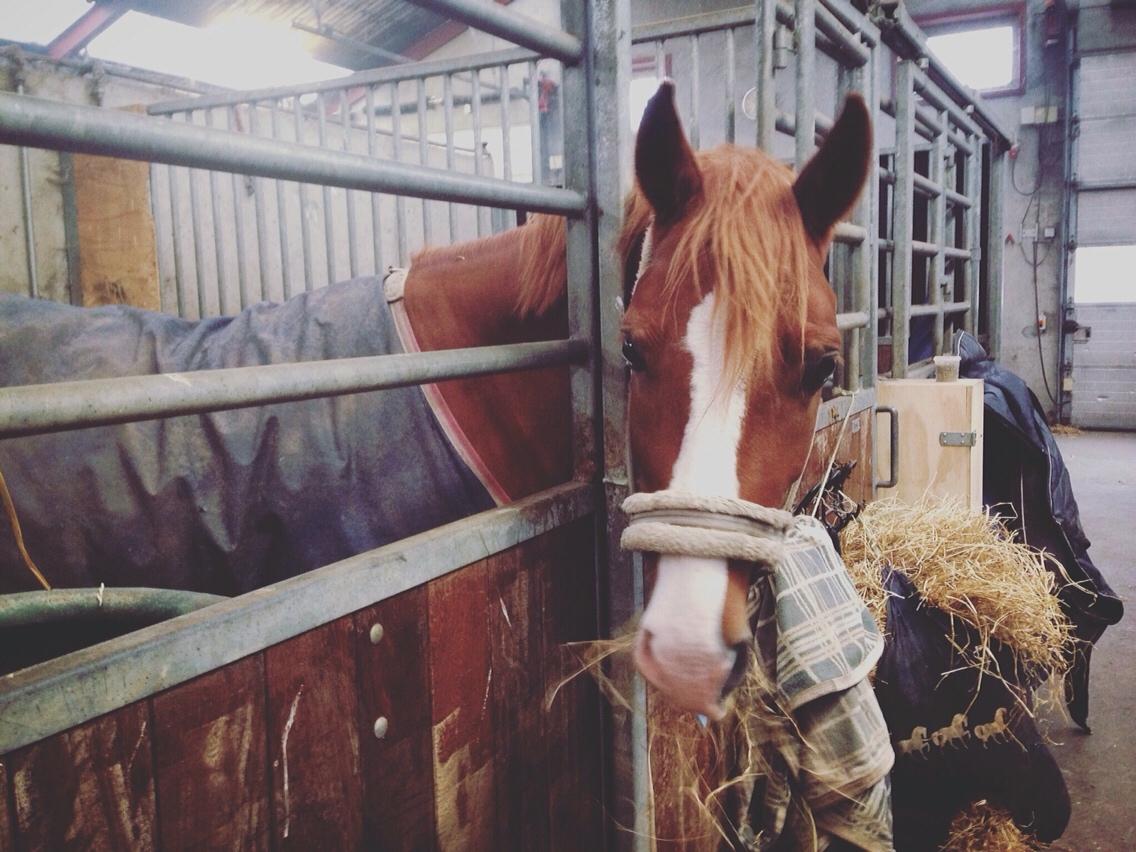 Avador på Ågerupgård Sportsrideklub (AAGS) billede 10