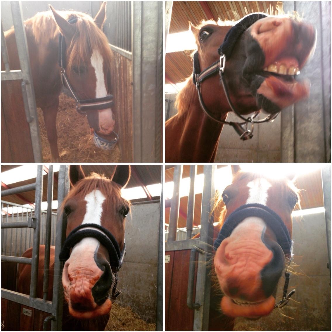 Avador på Ågerupgård Sportsrideklub (AAGS) billede 11