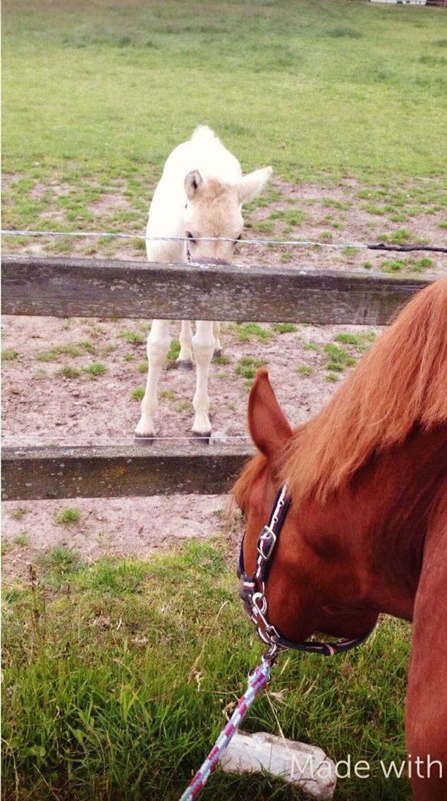 Avador på Ågerupgård Sportsrideklub (AAGS) billede 13