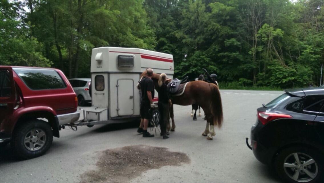Avador på Ågerupgård Sportsrideklub (AAGS) billede 14