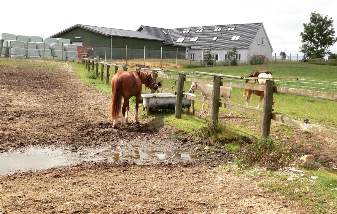 Avador på Ågerupgård Sportsrideklub (AAGS) billede 15