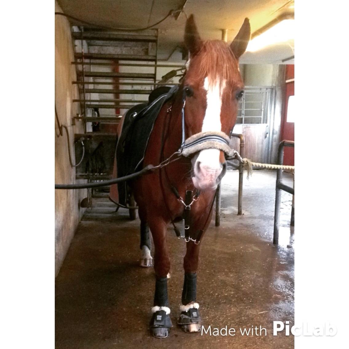 Avador på Ågerupgård Sportsrideklub (AAGS) billede 16