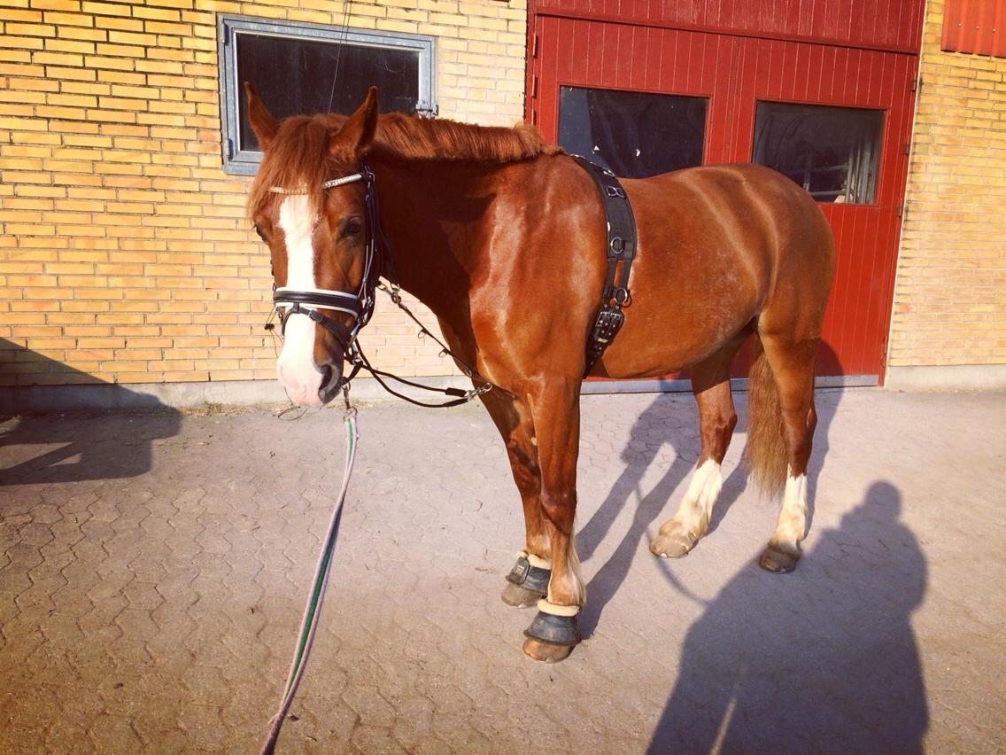 Avador på Ågerupgård Sportsrideklub (AAGS) billede 17