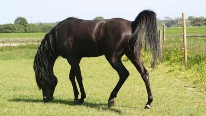 Hebes smukke morfar: Bobars ox billede 3