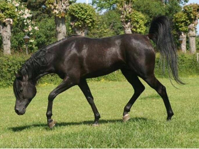 Hebes smukke morfar: Bobars ox billede 6