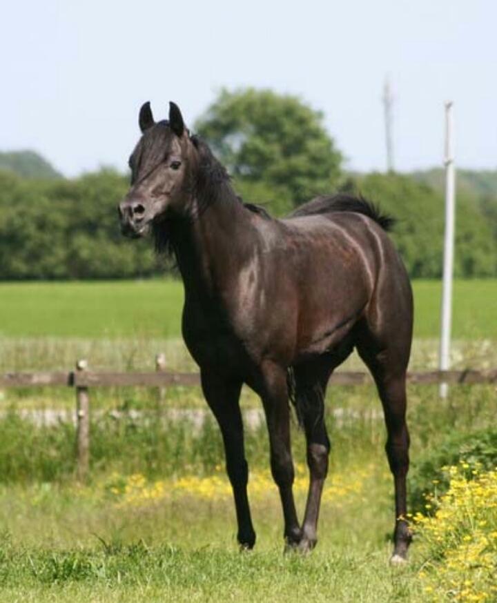 Hebes smukke morfar: Bobars ox billede 2