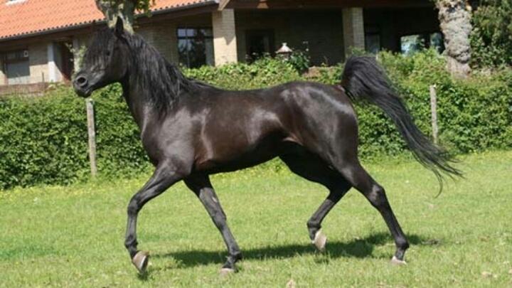 Hebes smukke morfar: Bobars ox billede 5