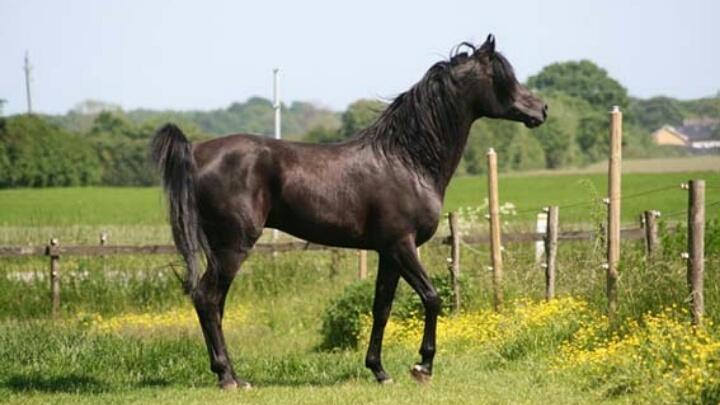 Hebes smukke morfar: Bobars ox billede 4