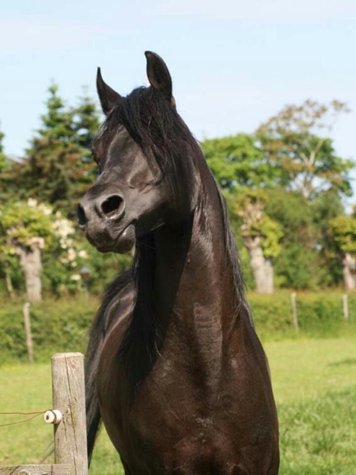 Hebes smukke morfar: Bobars ox billede 8