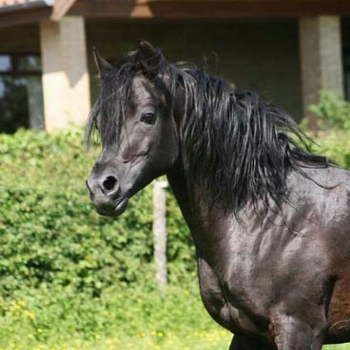 Hebes smukke morfar: Bobars ox billede 7