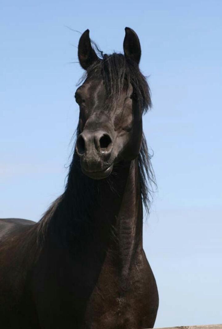 Hebes smukke morfar: Bobars ox billede 9