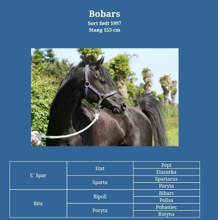 Hebes smukke morfar: Bobars ox billede 1