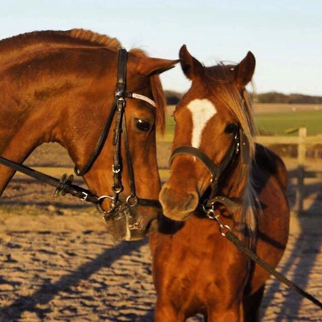 Hverdag på stald vestervang. billede 1