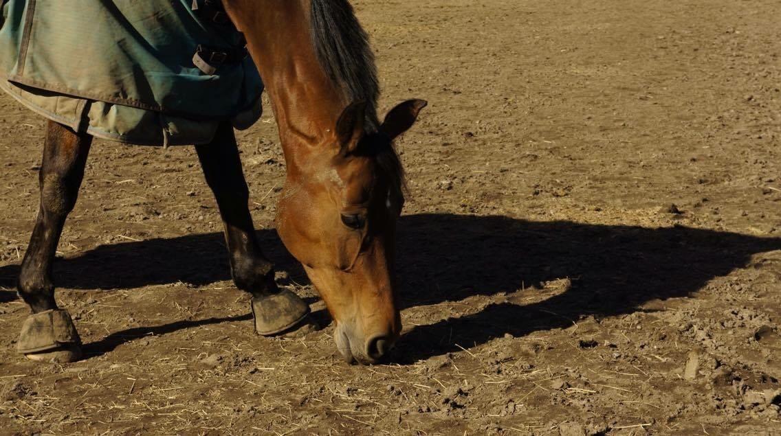 Hverdag på stald vestervang. billede 4