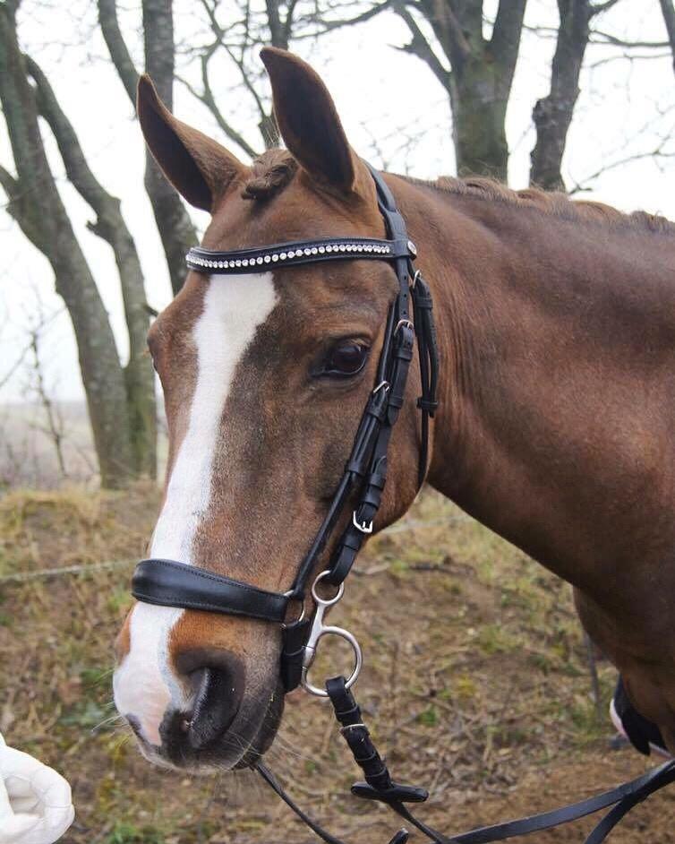 Hverdag på stald vestervang. billede 11