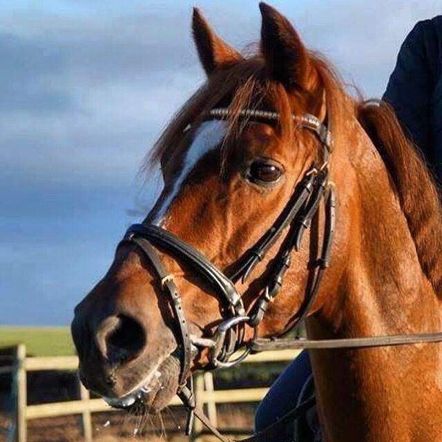 Hverdag på stald vestervang. billede 17