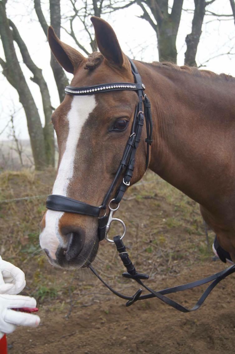 Hverdag på stald vestervang. billede 24