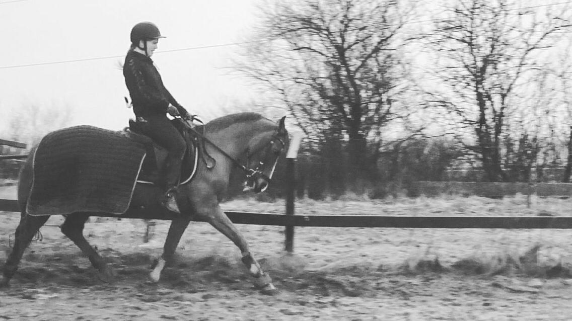 Hverdag på stald vestervang. billede 30