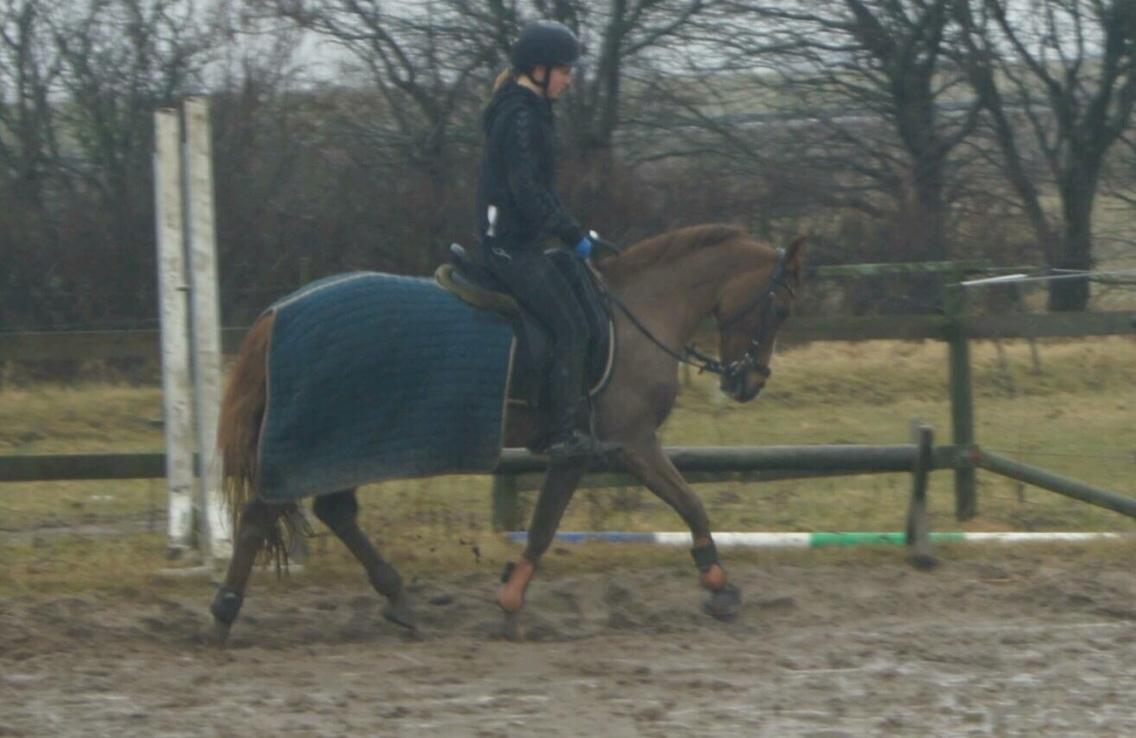 Hverdag på stald vestervang. billede 32