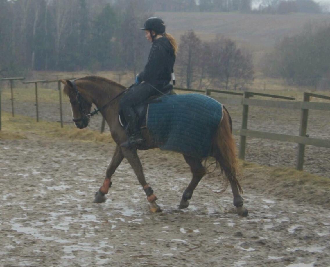 Hverdag på stald vestervang. billede 35