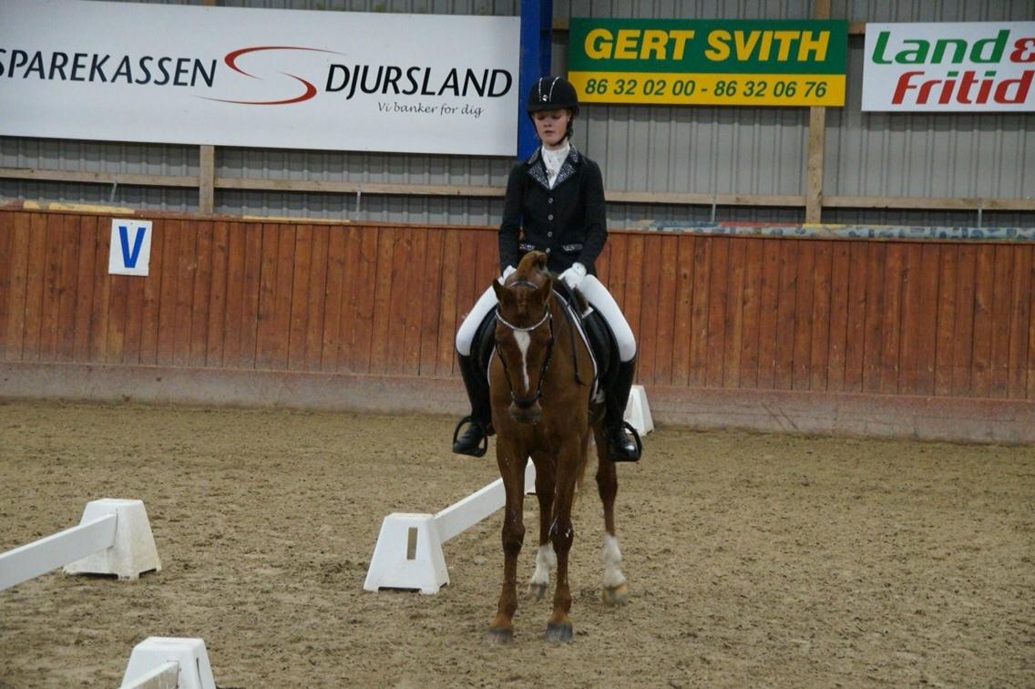 Hverdag på stald vestervang. billede 42