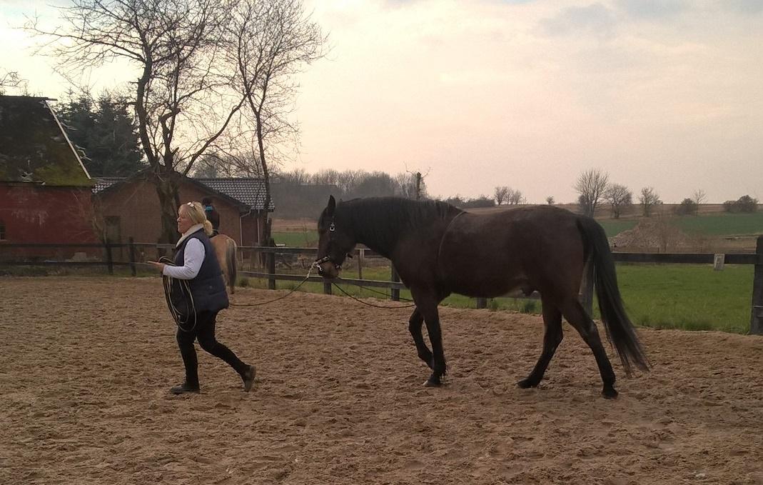 4. april 2016 Træning og Hygge -Longering og grundarbejde fra jorden. - Træning og Hygge ? billede 1