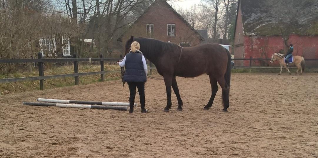 4. april 2016 Træning og Hygge -Longering og grundarbejde fra jorden. - ? træning fra jorden i dag det går bare rigtig godt billede 2