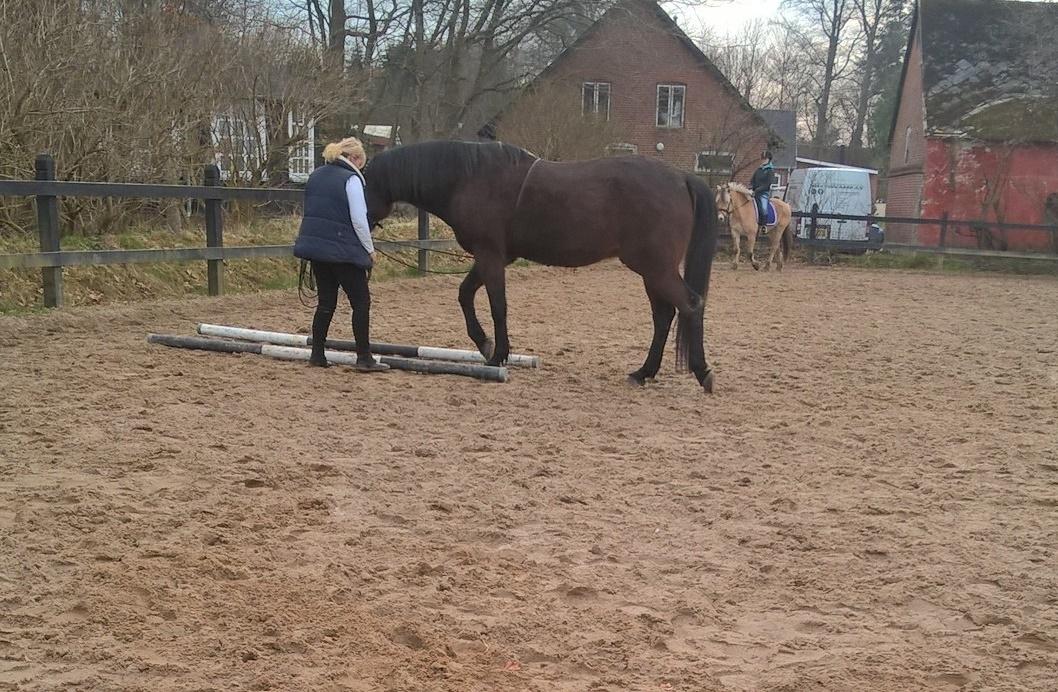 4. april 2016 Træning og Hygge -Longering og grundarbejde fra jorden. - ? træning fra jorden i dag lidt med bomme det går bare rigtig godt billede 4