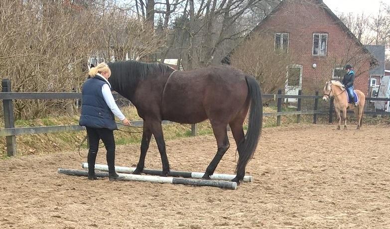 4. april 2016 Træning og Hygge -Longering og grundarbejde fra jorden. - ? træning fra jorden i dag det går bare rigtig godt billede 5