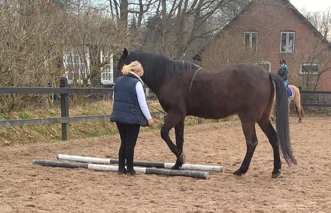 4. april 2016 Træning og Hygge -Longering og grundarbejde fra jorden. - ? træning fra jorden i dag dejlig at han hygger sig med det og slapper af billede 6