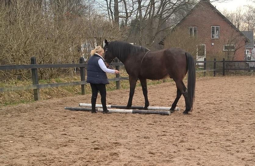 4. april 2016 Træning og Hygge -Longering og grundarbejde fra jorden. - dejlig afslappet hest <3 billede 8