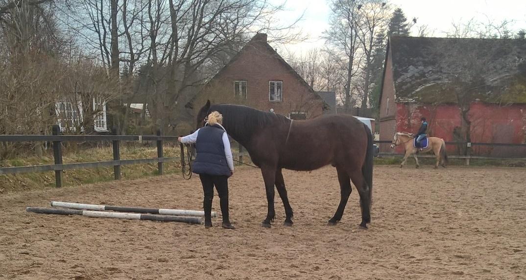 4. april 2016 Træning og Hygge -Longering og grundarbejde fra jorden. billede 3