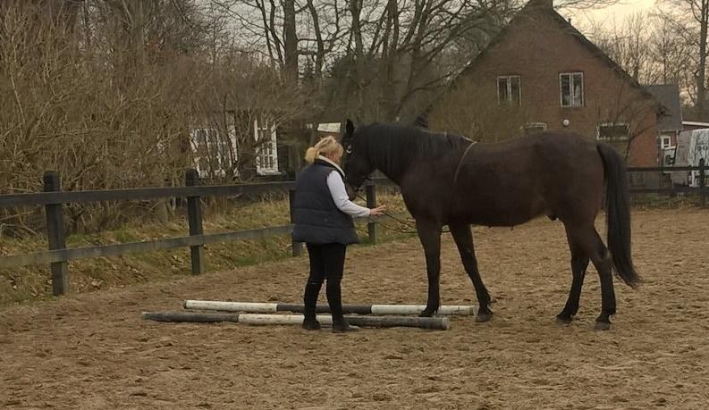 4. april 2016 Træning og Hygge -Longering og grundarbejde fra jorden. - dejlig afslappet hest <3 billede 9