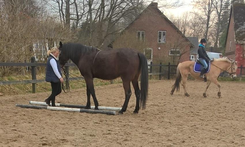 4. april 2016 Træning og Hygge -Longering og grundarbejde fra jorden. billede 11