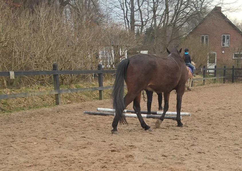 4. april 2016 Træning og Hygge -Longering og grundarbejde fra jorden. - dejlig afslappet hest <3 billede 12