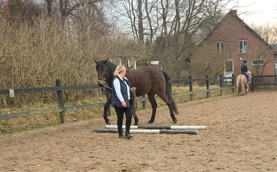 4. april 2016 Træning og Hygge -Longering og grundarbejde fra jorden. - dejlig afslappet hest <3 billede 13