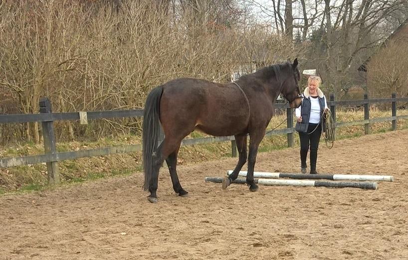 4. april 2016 Træning og Hygge -Longering og grundarbejde fra jorden. - dejlig afslappet hest <3 billede 14