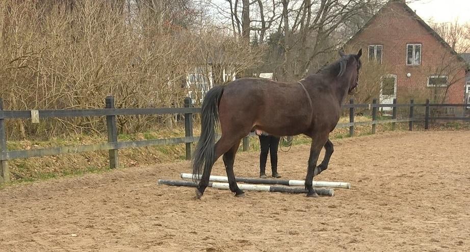 4. april 2016 Træning og Hygge -Longering og grundarbejde fra jorden. billede 15