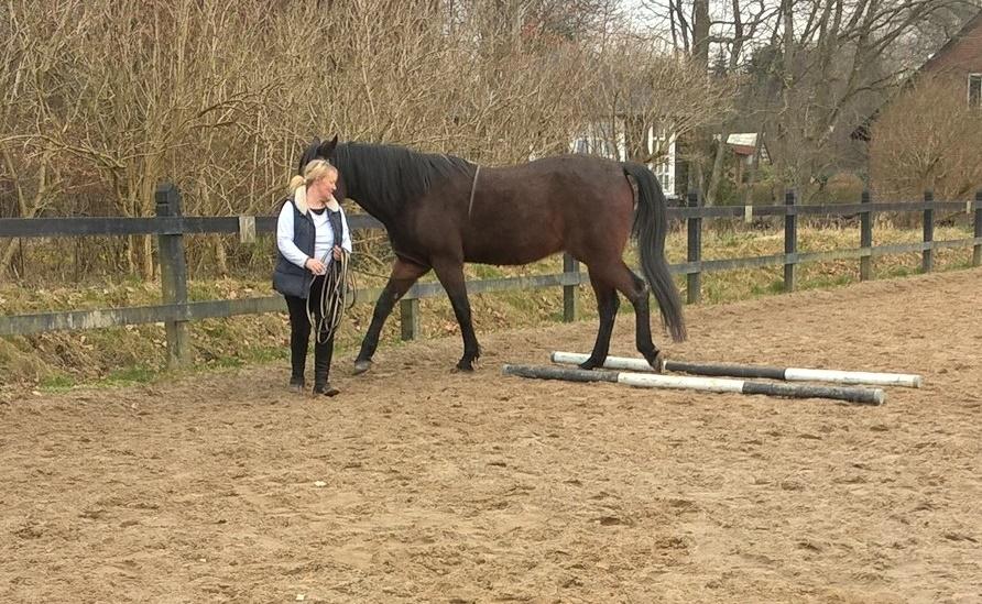 4. april 2016 Træning og Hygge -Longering og grundarbejde fra jorden. billede 16