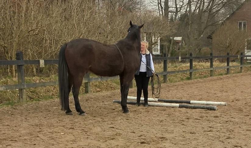 4. april 2016 Træning og Hygge -Longering og grundarbejde fra jorden. - så skal vi da også ha en belønning smiler <3 billede 17