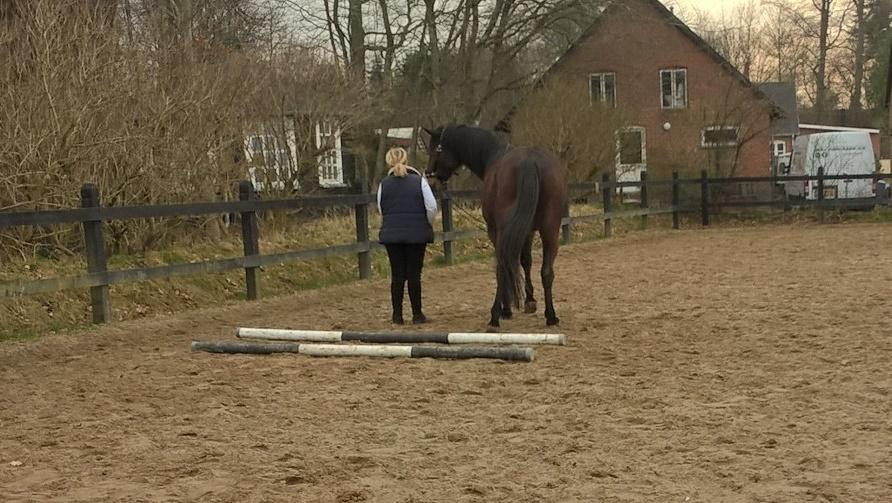 4. april 2016 Træning og Hygge -Longering og grundarbejde fra jorden. - mors hygge fis billede 18