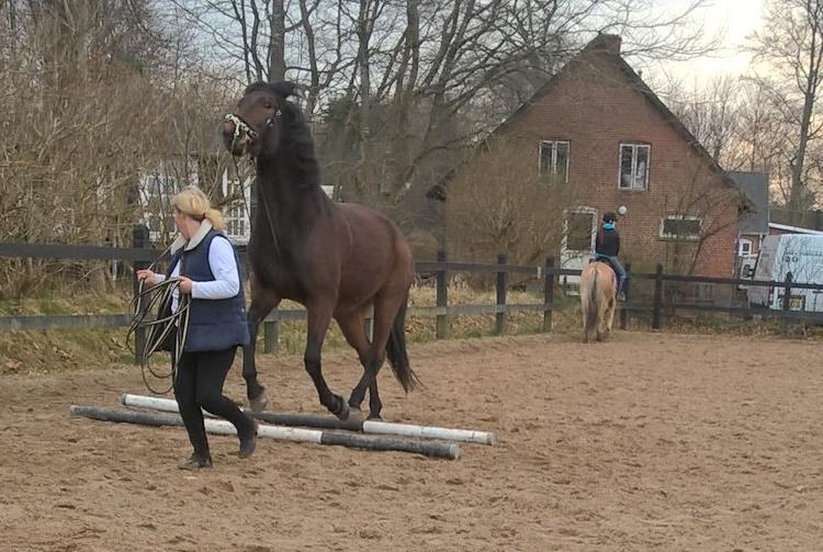 4. april 2016 Træning og Hygge -Longering og grundarbejde fra jorden. - ok hvis du springer kan jeg da også godt ;O) dog ikke hel så afslappet  billede 19