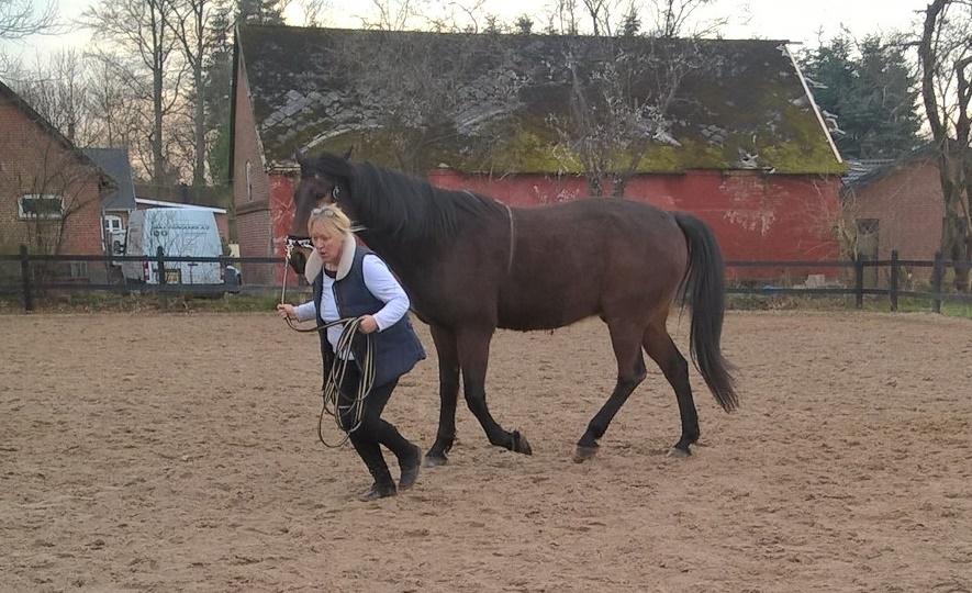 4. april 2016 Træning og Hygge -Longering og grundarbejde fra jorden. - Å nej skal vi nu løbe igen <3 gider ikke billede 20