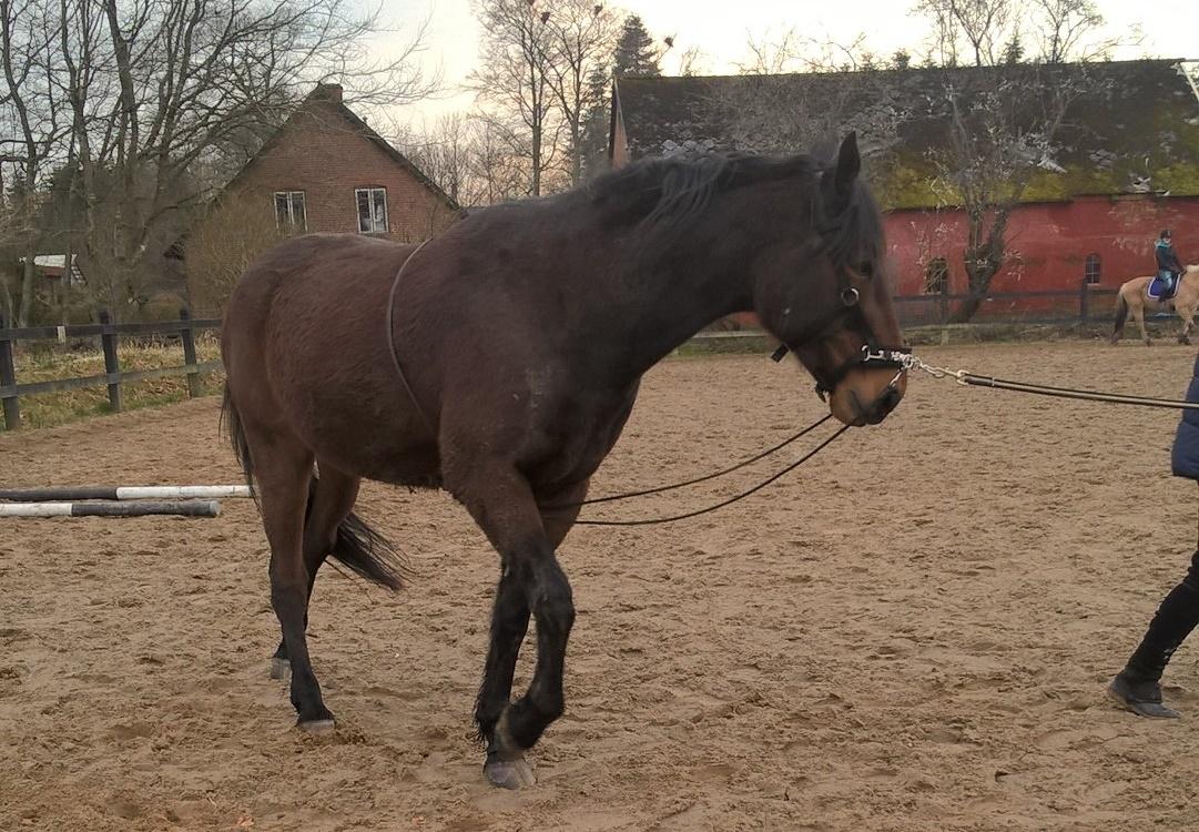 4. april 2016 Træning og Hygge -Longering og grundarbejde fra jorden. billede 21